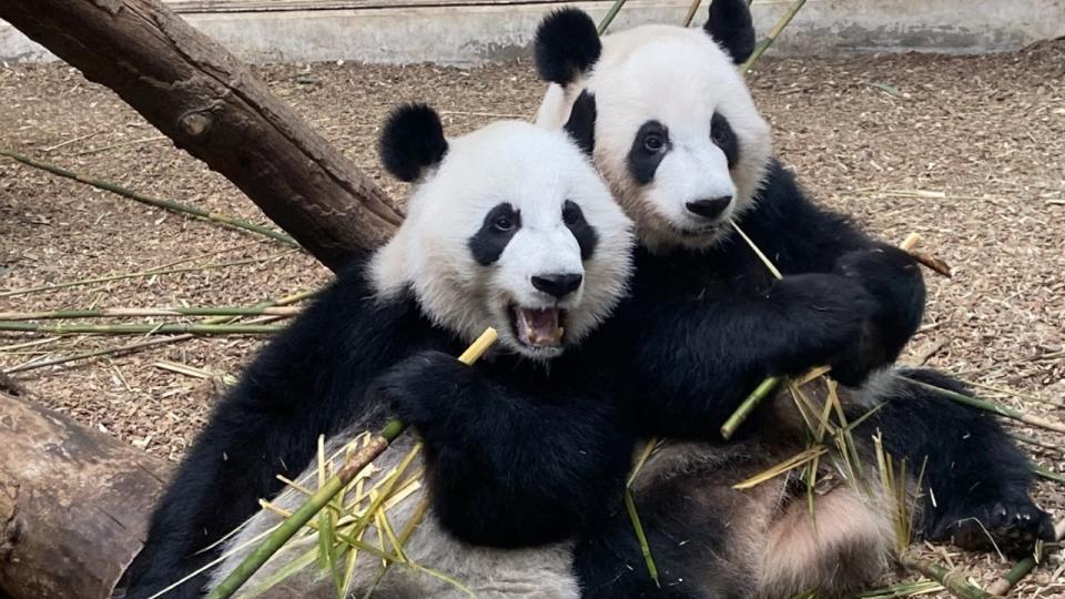 <div>Ya Lun and Xi Lun (Zoo Atlanta)</div>