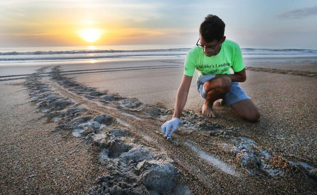 Lucas Meers, permit holder for the Mickler's Landing Turtle Patrol in Ponte Vedra Beach, Fla., scoops up samples of sand from the track of a loggerhead sea turtle on June 14, 2022. The sand sample will be used in a research study to look at the DNA of tumors that afflict sea turtles.