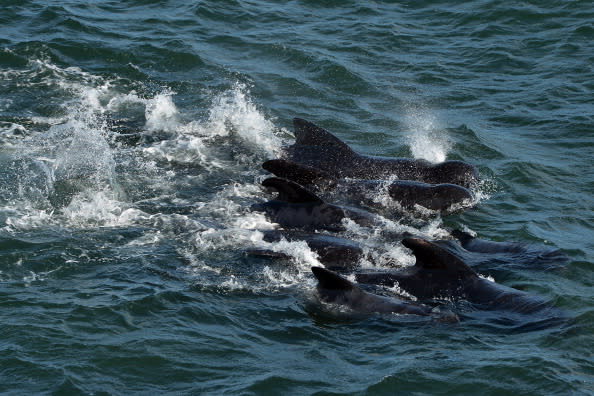 Emergency services attempt to rescue a large number of pilot whales who have beached on September 2, 2012 in Pittenweem near St Andrews, Scotland. A number of whales have died after being stranded on the east coast of Scotland between Anstruther and Pittenweem. (Photo by Jeff J Mitchell/Getty Images)