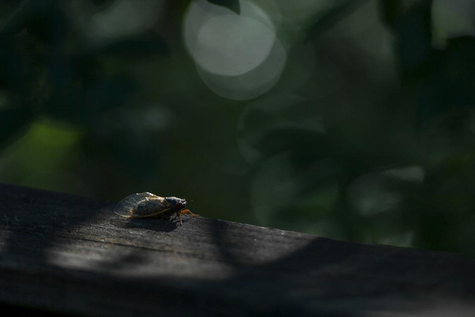 A cicada sits in the sun in Augusta, Ga., on Thursday, April 18, 2024.