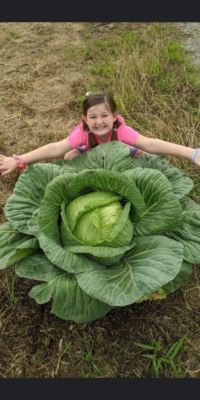 Emma Vidrine of Monroe was awarded a $1,000 scholarship after she grew a 9-pound cabbage as part of the Bonnie Plants program.