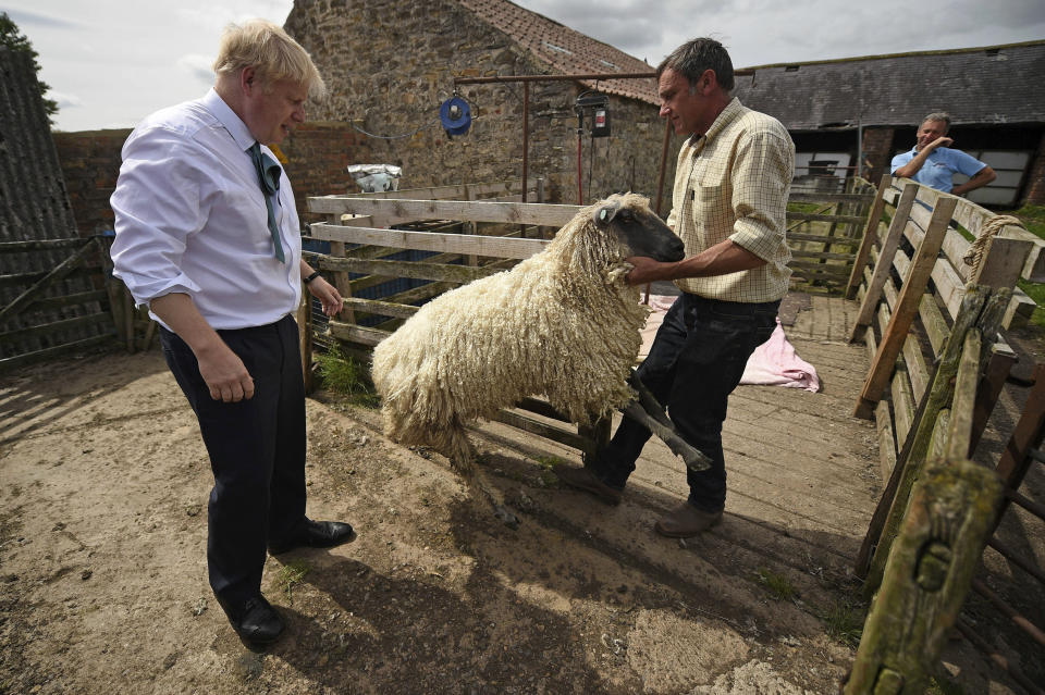 Conservative party leadership candidate Boris Johnson watches as a sheep is prepared for shearing during a visit to Nosterfield farm near Ripon, north England, Thursday July 4, 2019. (Oli Scarff/Pool via AP)