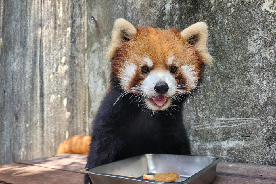 台北市立動物園小貓熊「可頌」19日晚上8點平安到達日本多摩動物園，為小貓熊域外族群擔負起繁衍後代的重責大任。(台北市立動物園提供)