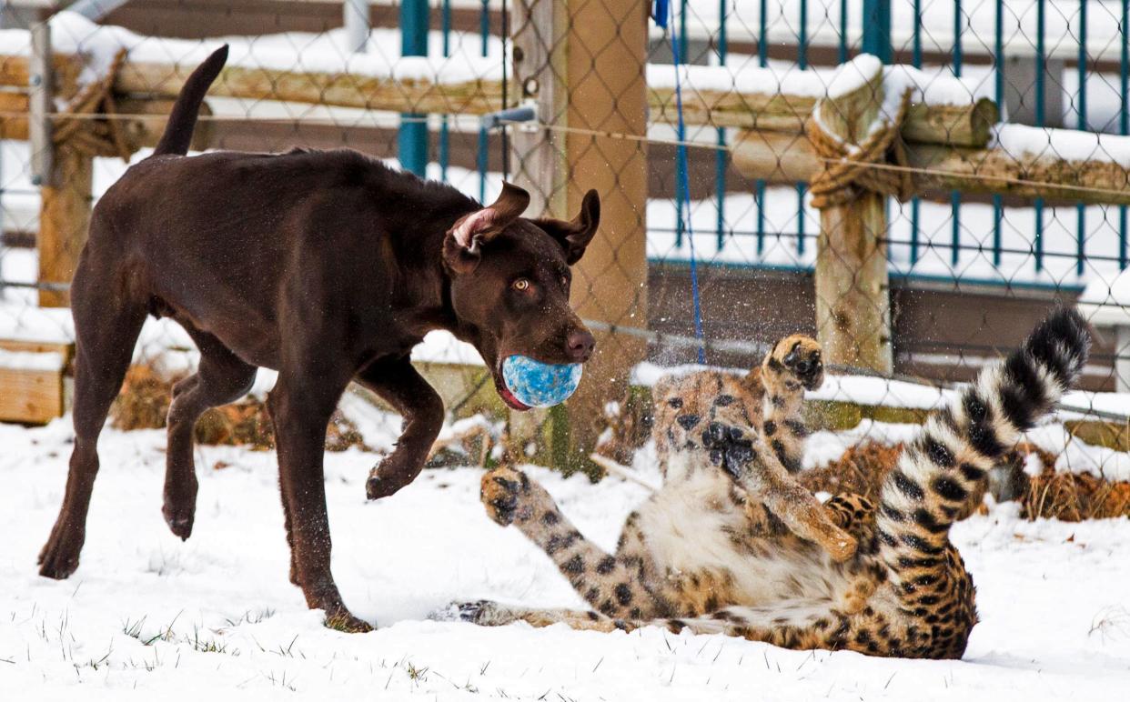 Donni and Moose, a chocolate Labrador, play in the snow at the Cincinnati Zoo & Botanical Garden, Jan. 6, 2016.