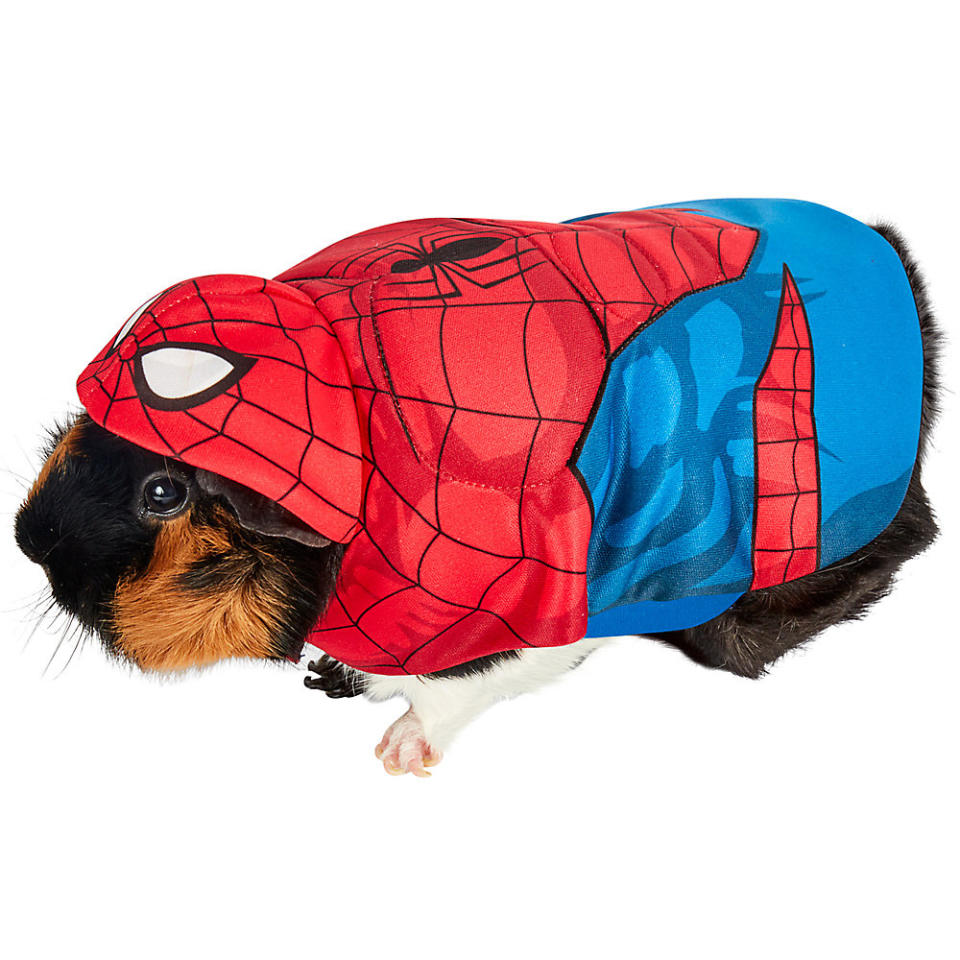 Guinea Pig Peter Parker