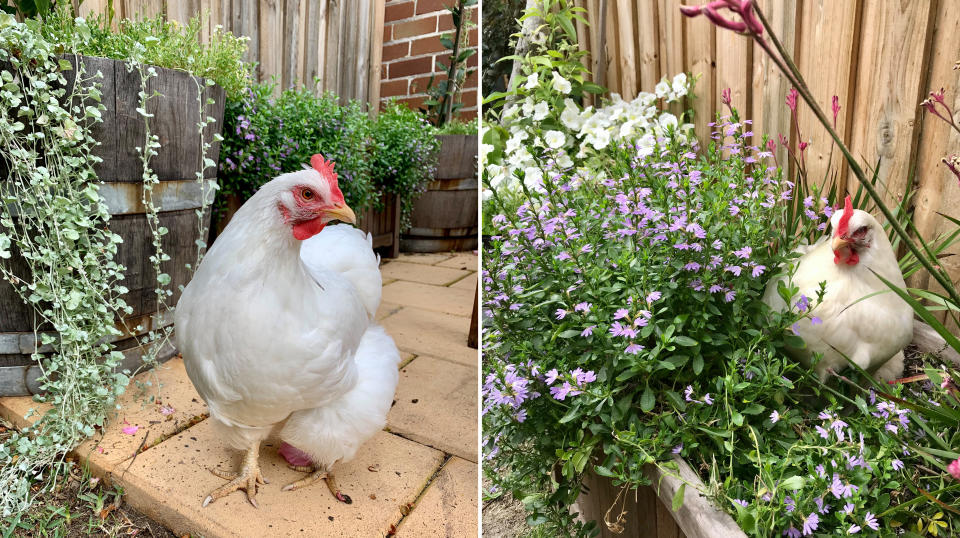 Photo of the author's chicken sitting in a flowerbed