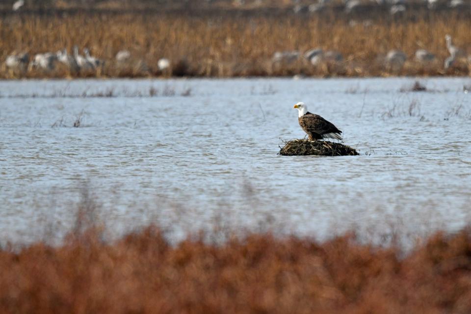 A bald eagle stands on a muskrat lodge in one of the wetland areas at Goose Pond Fish and Wildlife on Feb. 3.