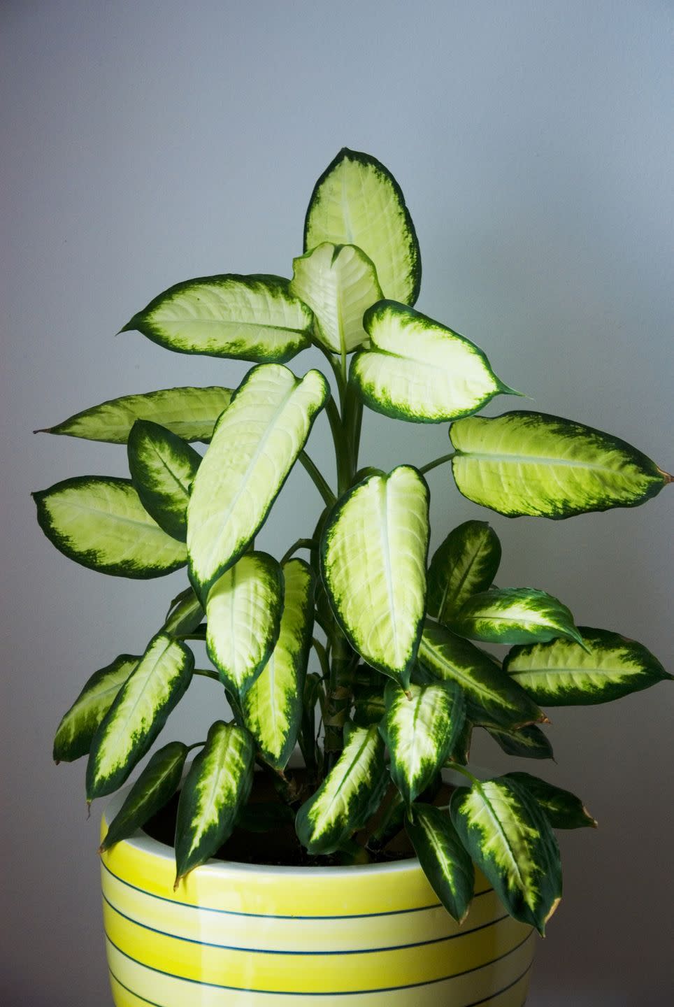 dieffenbachia plant