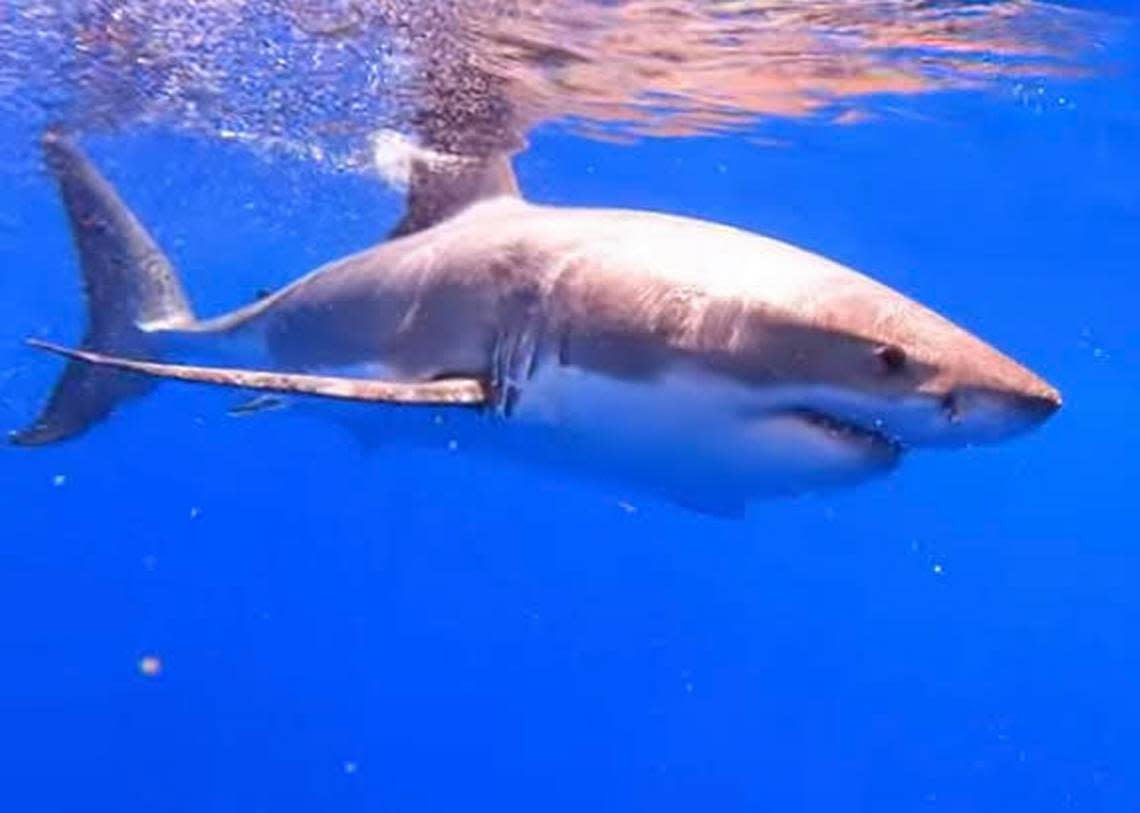 A still photo of a video taken Friday, April 15, 2022, shows a male great white shark swimming off the Florida Keys.