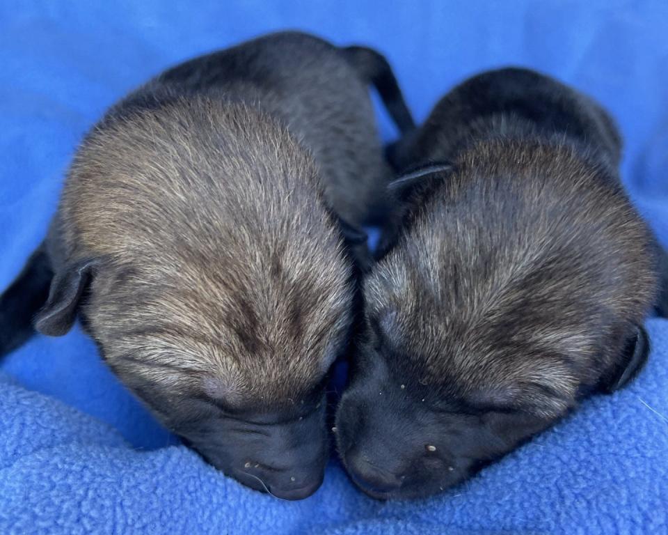 The two coyote pups recently rescued in Rockland are doing well at the New England Wildlife Center's Barnstable treatment facility.