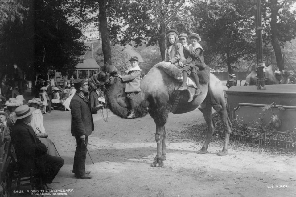 circa 1914: All aboard!: Four children climb aboard a dromedary camel for a ride at London Zoo (London Stereoscopic Company/Getty Images)