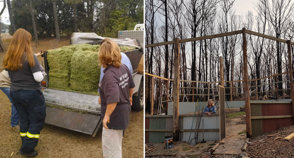 Split screen. Left - three carers stand around the back of a ute with hay in it. Right - a woman stands inside a half built enclosure. There are burnt trees in the background. 