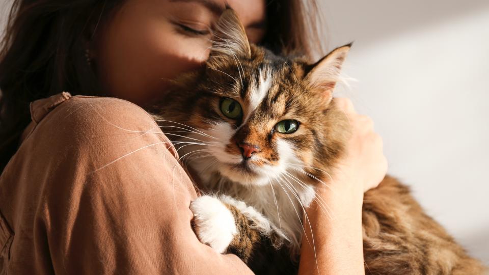 Young woman cuddling and petting her long-haired cat