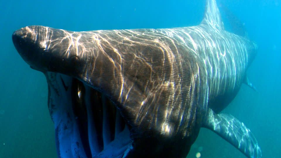 This file photo shows a basking shark, or Cetorhinus maximus. - HUM Images/UIG/Getty Images/File