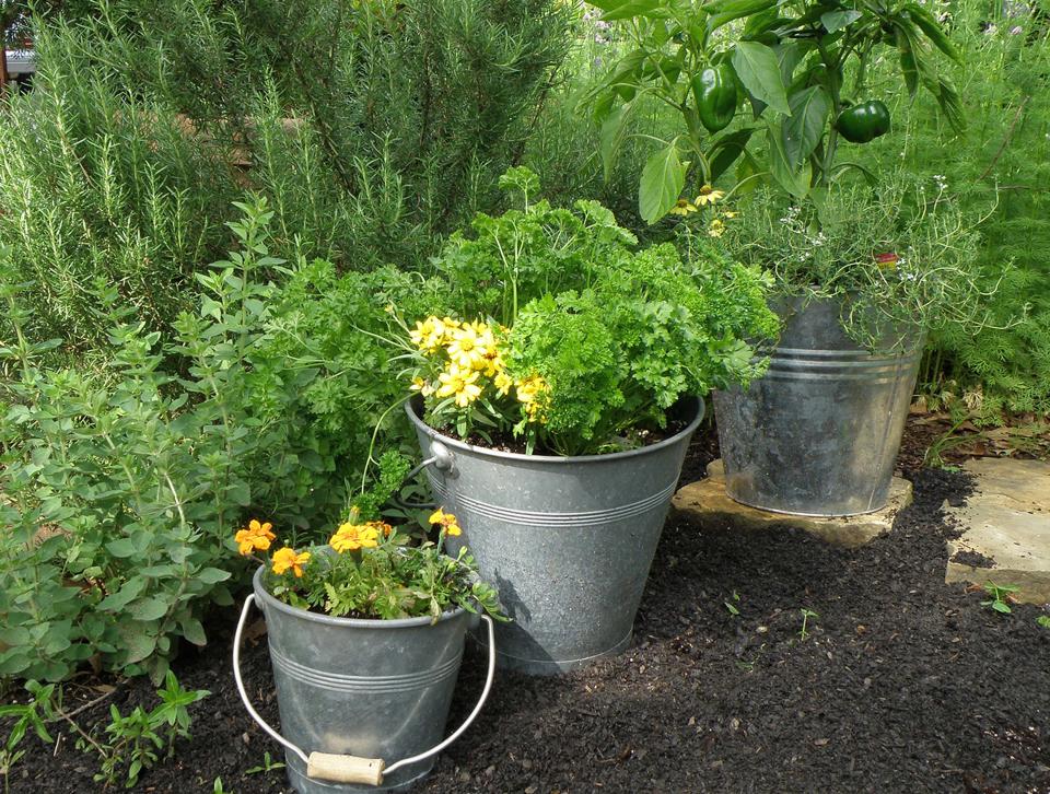 Grow a small herb garden for yourself and the bees in a long colorful container or in vintage buckets.