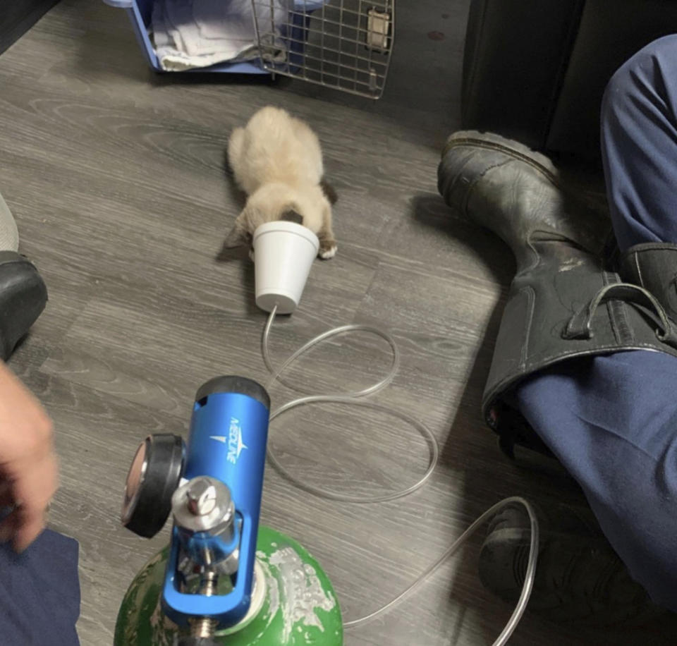 In this Wednesday, April 1, 2020 photo from the Cobb County Fire and Emergency Services, Cobb County firefighters nurse a kitten back to health at the Delk Road apartment complex after rescuing it from the rooftop of the complex in Cobb County, Ga. According to a post of the department's Facebook, the kitten was nursed back to health after her rescue. (Cobb County Fire and Emergency Services via AP)