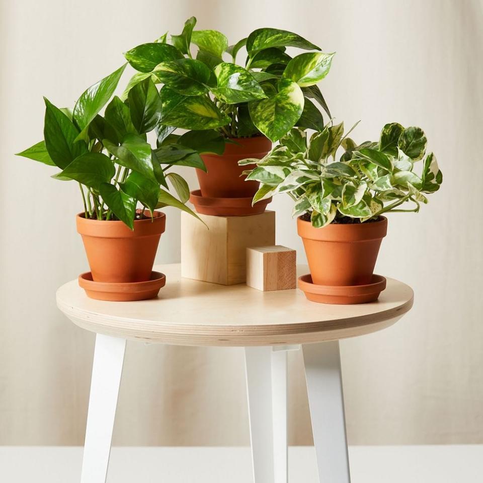 6) Live Pothos Plants w/ Planters - Set of 3