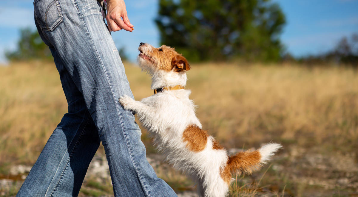 Why Chewy Shares Rocketed Higher Today