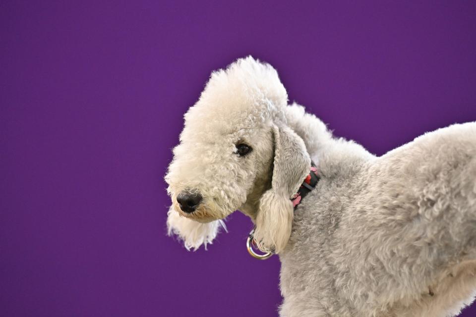 Bedlington Terrier attends The 147th Annual Westminster Kennel Club Dog Show Presented by Purina Pro Plan - Canine Celebration Day at Arthur Ashe Stadium on May 06, 2023 in New York City.