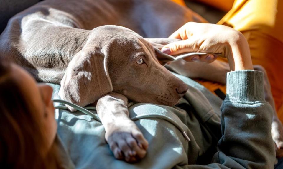 Puppy love … cuddling up with a weimaraner.