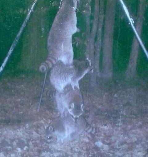 <p><span>Diese vier Jungs und Mädels könnten locker als trottelige Ganoventruppe in jeder Komödie mithalten. Das typische Aufeinanderklettern haben sie schon mal drauf. (Foto: Reddit, steffinator117)</span> </p>