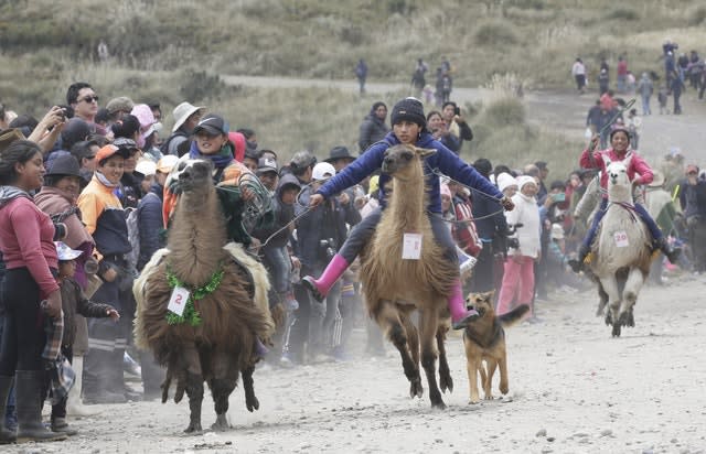 Ecuador Llama Races