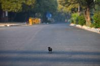 A crow sits on a deserted road during a one-day Janata (civil) curfew imposed amid concerns over the spread of the COVID-19 novel coronavirus, in New Delhi on March 22, 2020. (Photo by Sajjad HUSSAIN / AFP) (Photo by SAJJAD HUSSAIN/AFP via Getty Images)