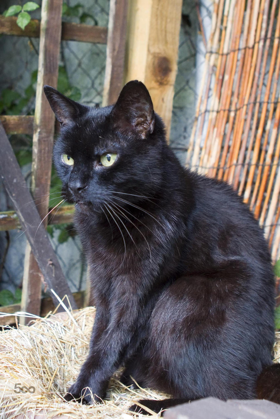 Old cat spends the summer sitting in a flower pot at the bottom of the garden.