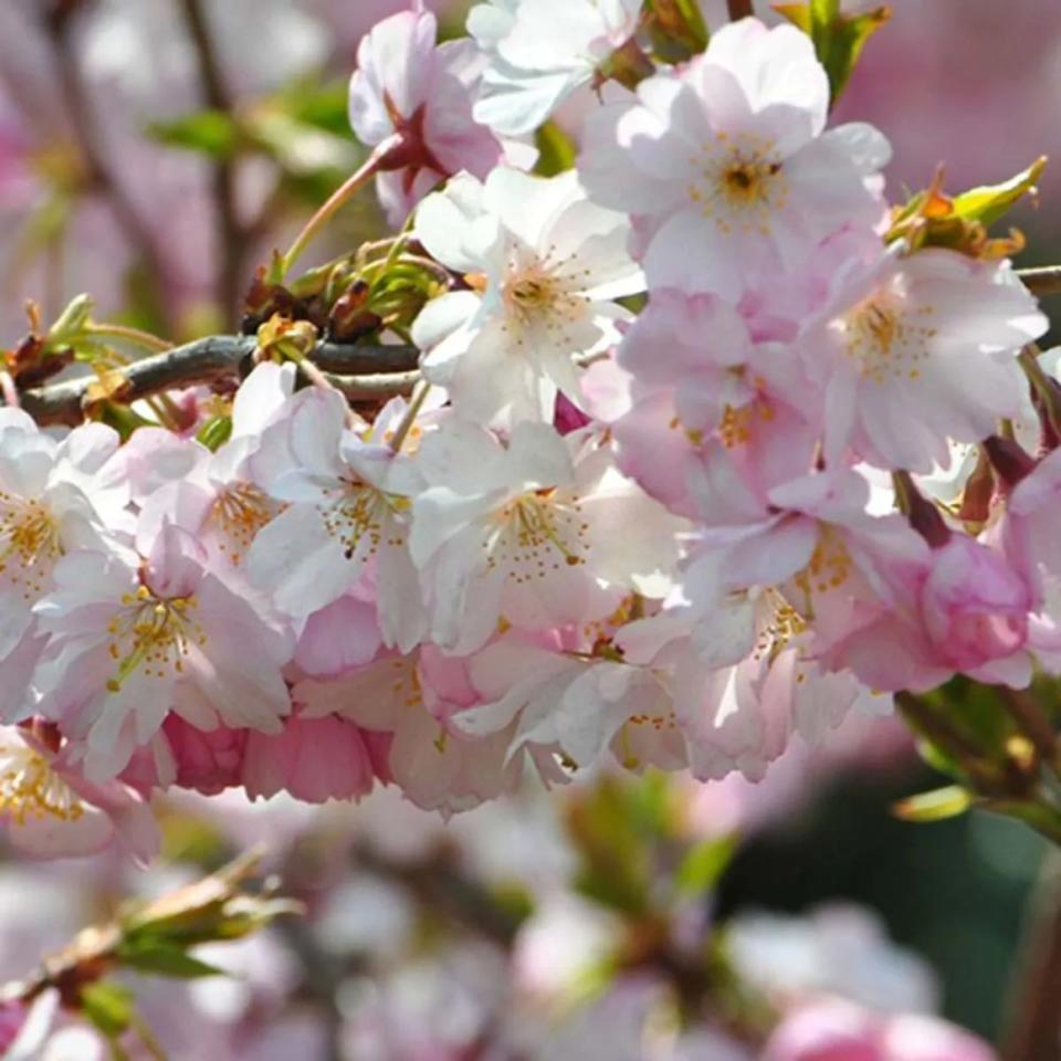 Prunus subhirtella Autumnalis Rosea