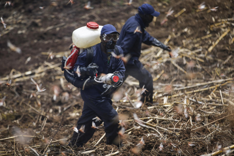 Members of the National Youth Service spray pesticide on locusts at a farm in Elburgon, in Nakuru county, Kenya Wednesday, March 17, 2021. It's the beginning of the planting season in Kenya, but delayed rains have brought a small amount of optimism in the fight against the locusts, which pose an unprecedented risk to agriculture-based livelihoods and food security in the already fragile Horn of Africa region, as without rainfall the swarms will not breed. (AP Photo/Brian Inganga)