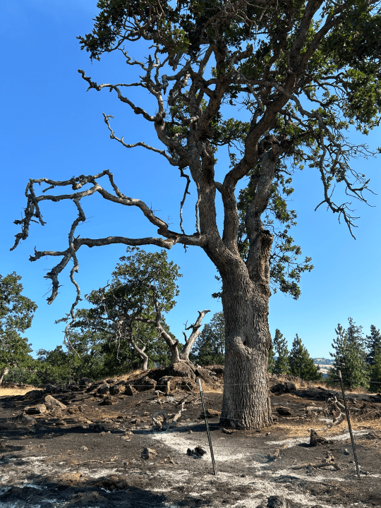 Crews make progress on the Microwave Tower Fire in Wasco County. July 23, 2024 (courtesy Oregon Department of Forestry).