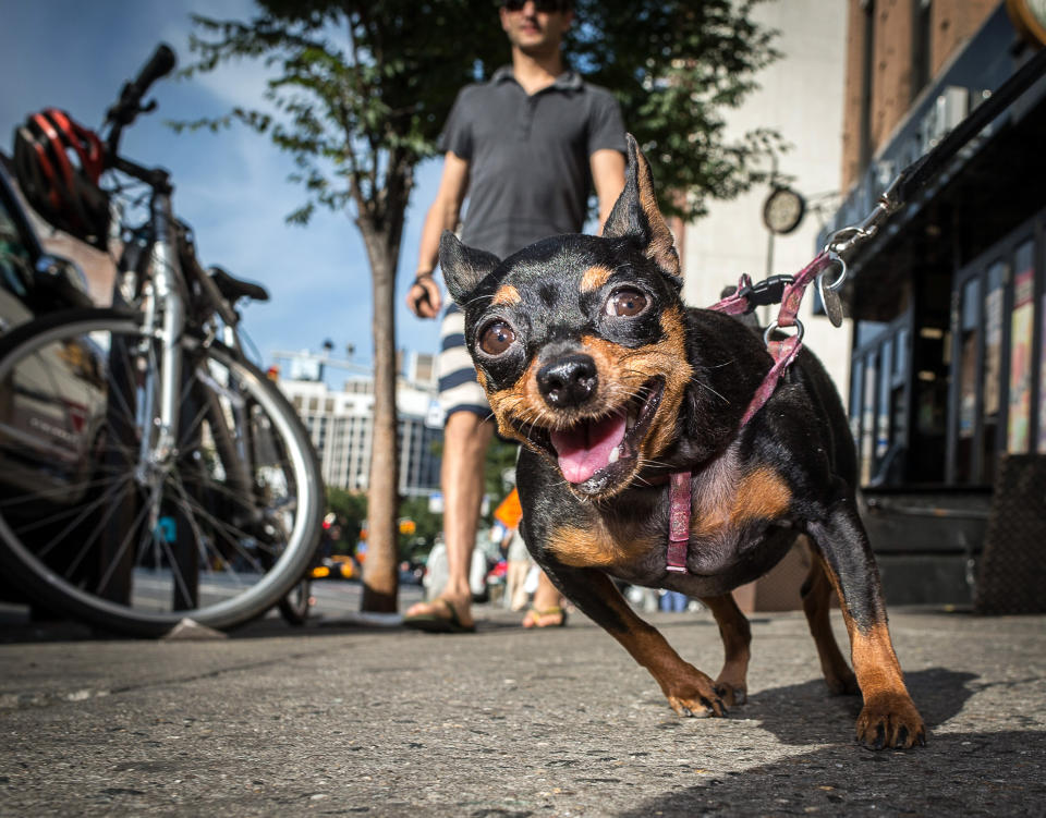 A Dog’s Life: Hilarious images of dogs enjoying New York’s iconic tourist hotspots