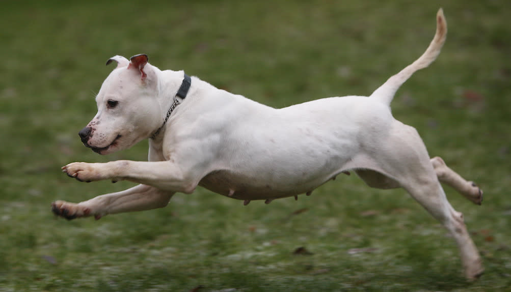 A Staffordshire bull terrier, similar to the one put down in Derby (File picture: PA)