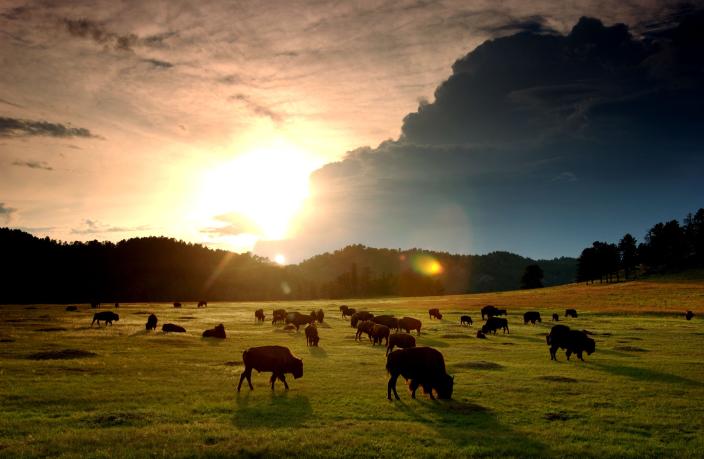The sun sets behind a herd of bison in Wind Cave National Park in the southern Black Hills of South Dakota.