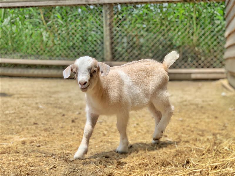 頑皮世界有三百多種溫馴可愛動物，可近距離與動物們互動。（圖／翻攝自頑皮世界臉書粉專）