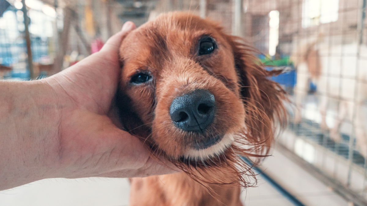 stray at shelter<p>CC Evgenii Bakhchev/Shutterstock</p>