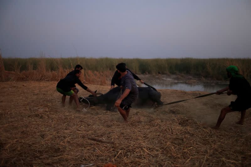 The Wider Image: "Our whole life depends on water" climate change, pollution and dams threaten Iraq's Marsh Arabs