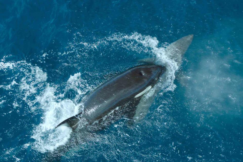 <p>National Geographic for Disney</p> Sophia the orca whale attacking a great white shark in the National Geographic show 