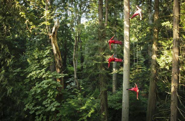 Los árboles y los bosques tienen mecanismos en los que comparten información útil para la supervivencia, un singular lenguaje en red cuya compensión ayudaría a la preservación de la naturaleza. (Xinhua) 