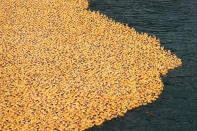 <p>Rubber ducks float down the Chicago River during the Windy City Rubber Ducky Derby on August 3, 2017 in Chicago, Illinois. (Photo: Scott Olson/Getty Images) </p>