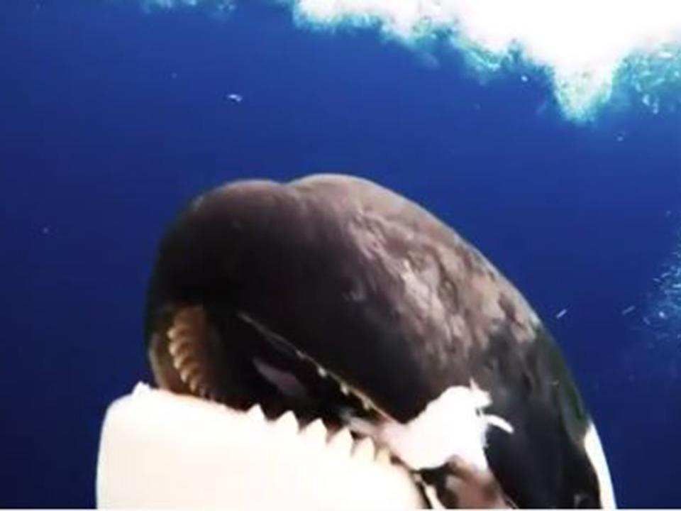 Killer whale filmed swimming to within inches of scientists before 'offering fish'