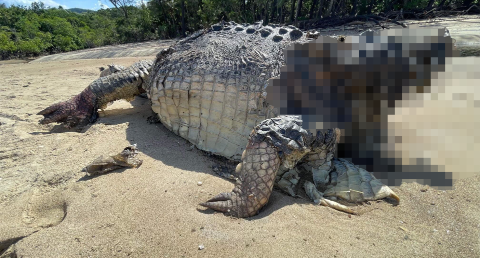 An image of a decapitated crocodile at Cow Bay.