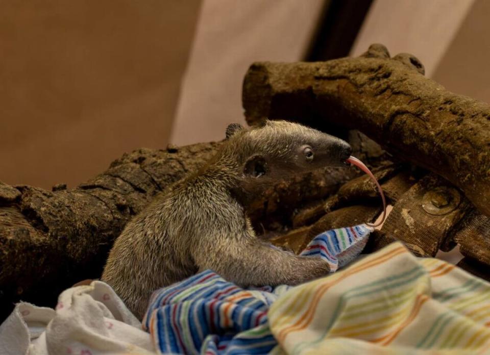 A baby southern tamandua, an anteater found in South America, has been born at the Los Angeles Zoo for the first time.