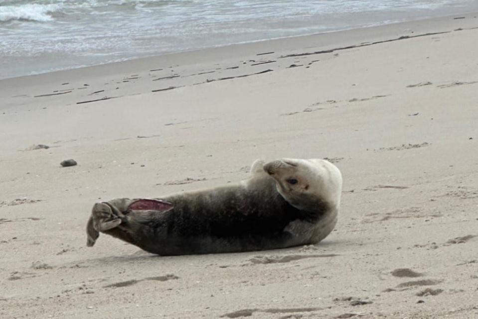 An injured young seal was rescued by Marine Mammal Stranding Center on Christmas Day in Surf City.