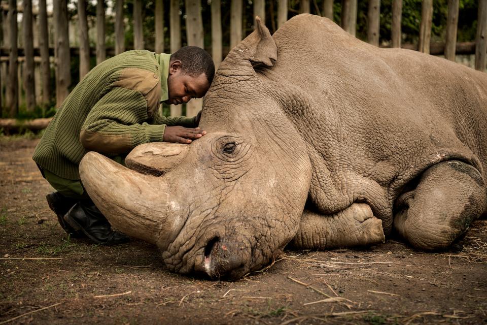 Joseph Wachira comforts Sudan, the last male northern white rhino left on the planet, moments before he passed away at Ol Pejeta Wildlife Conservancy in northern KenyaAmi Vitale/Wildlife Photographer of the Year