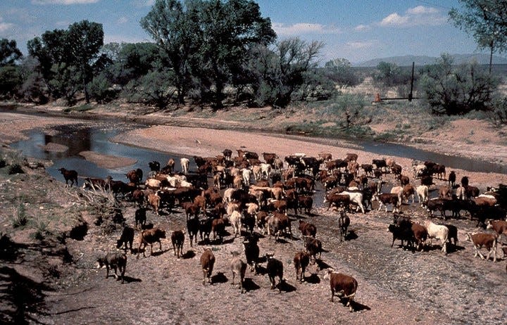 Cattle make their way over the San Pedro Riparian National Conservation Area in this photo taken in 1984.