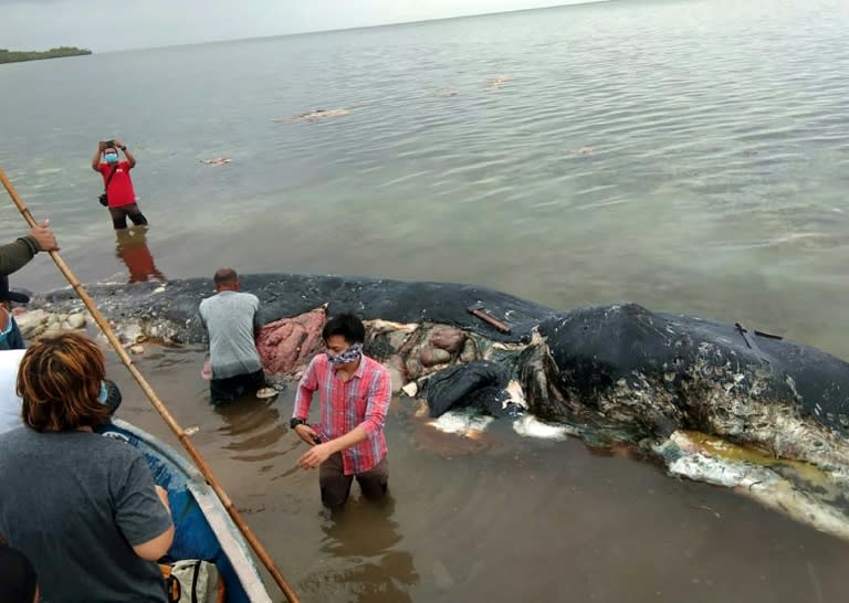 In November, a sperm whale washed up in Indonesia with nearly six kilograms (13.2 lbs) of plastic waste in its stomach. It had ingested 115 plastic cups, four plastic bottles, 25 plastic bags, a nylon sack, two flip-flops and more than 1,000 other pieces of plastic