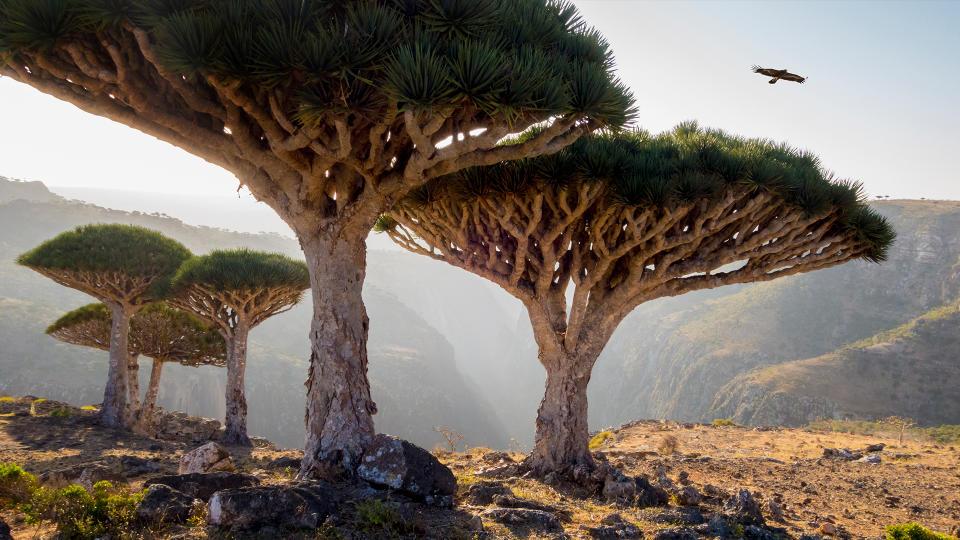 Dragon's blood trees in rocky landscape, Homhil Protected Area, Socotra, Yemen.