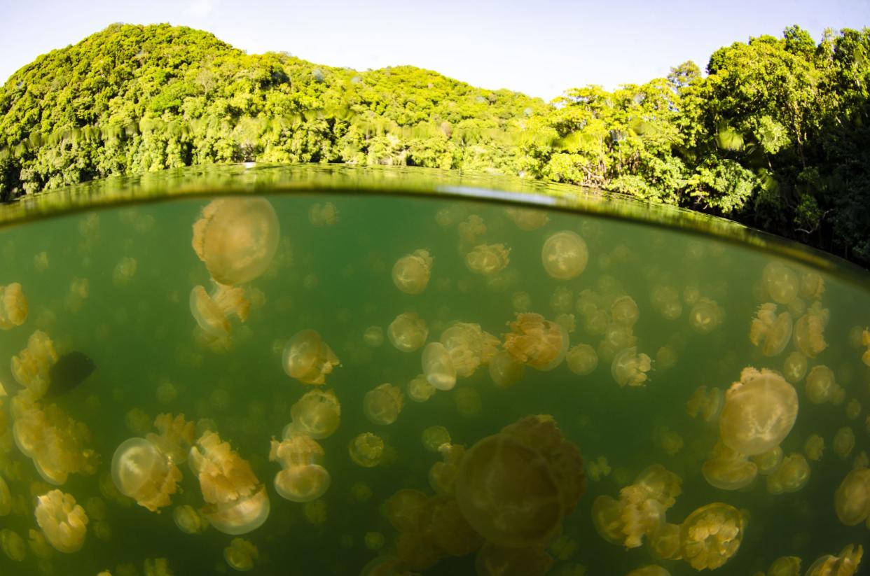 A Lake in Palau