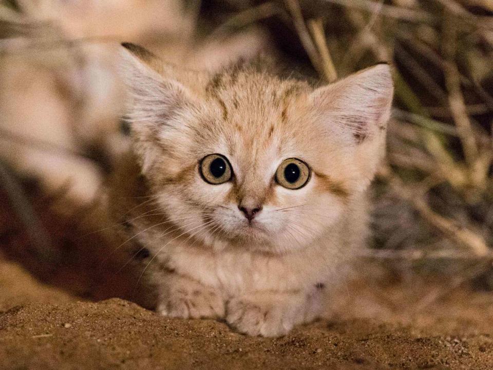 <p>Gregory Breton</p> One of the first images of a sand cat kitten ever documented in the wild in Morocco by Panthera and partners, 2017